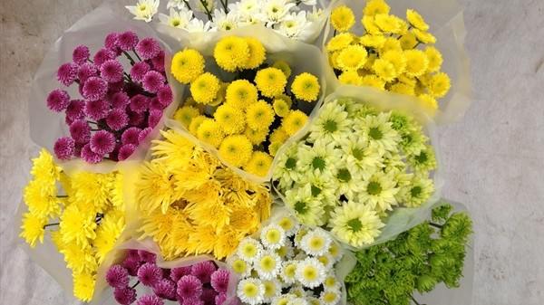 Assorted Local Spray Chrysanthemums.JPG